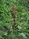 Rumex obtusifolius. Плодоносящее растение. Курильские о-ва, о-в Итуруп, г. Курильск, подножие лугового склона, у дороги. 14.08.2023.