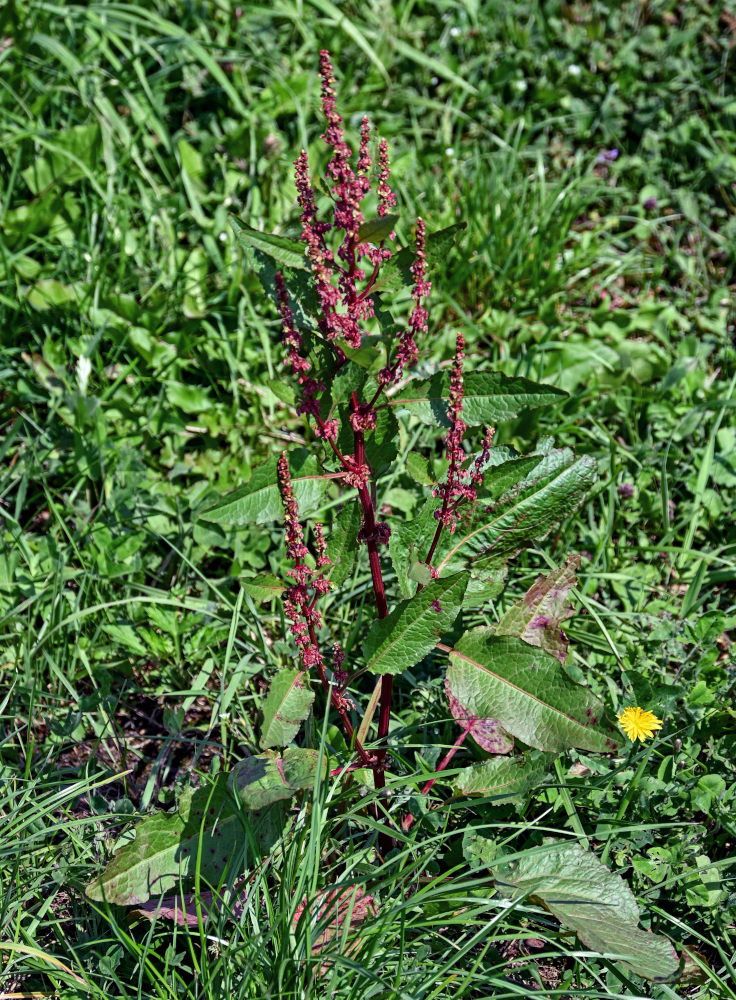 Image of Rumex obtusifolius specimen.