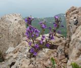 Campanula taurica. Цветущее растение. Крым, городской округ Ялта, Ай-Петринская яйла, каменистый склон. 26.05.2024.