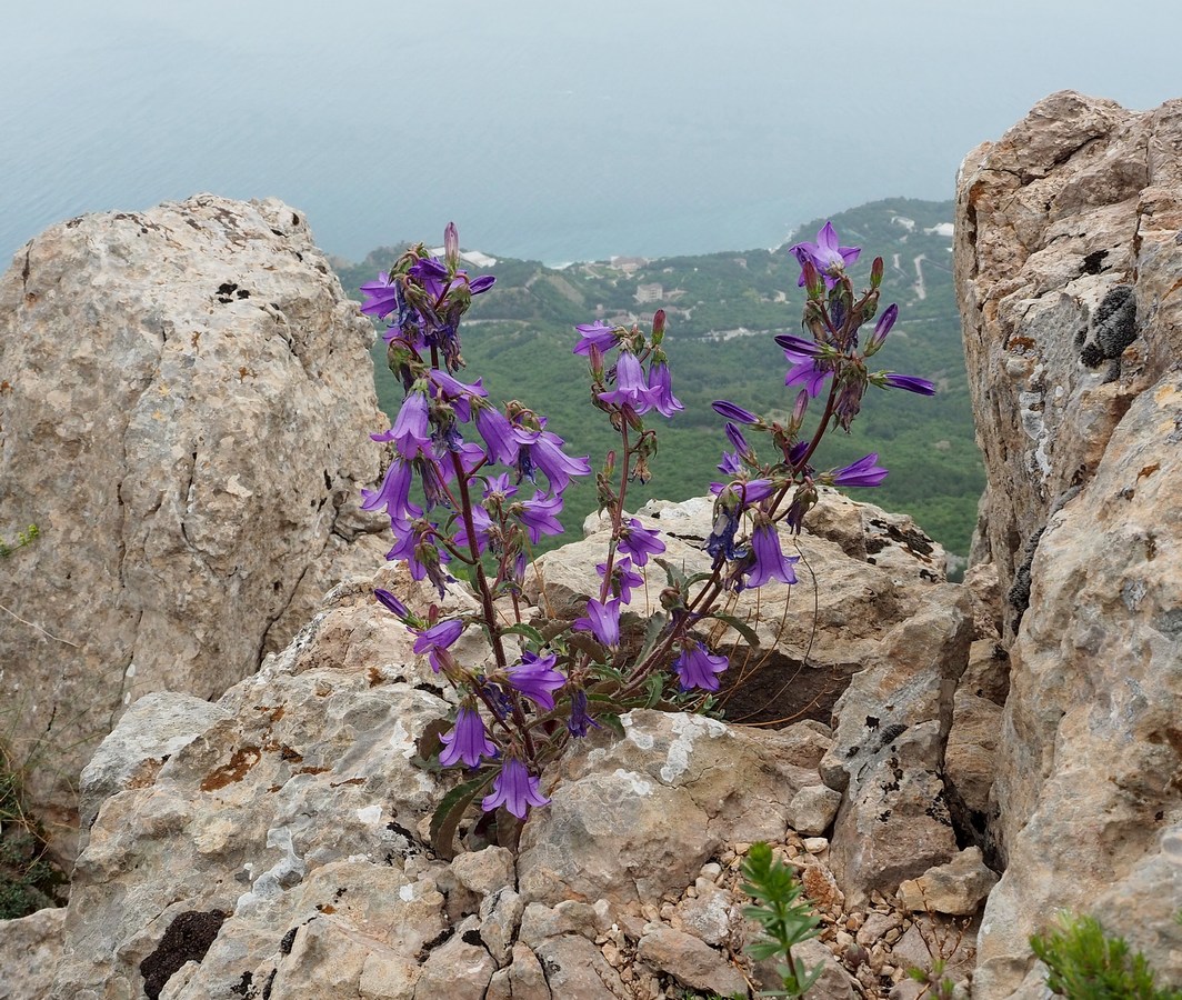 Image of Campanula taurica specimen.