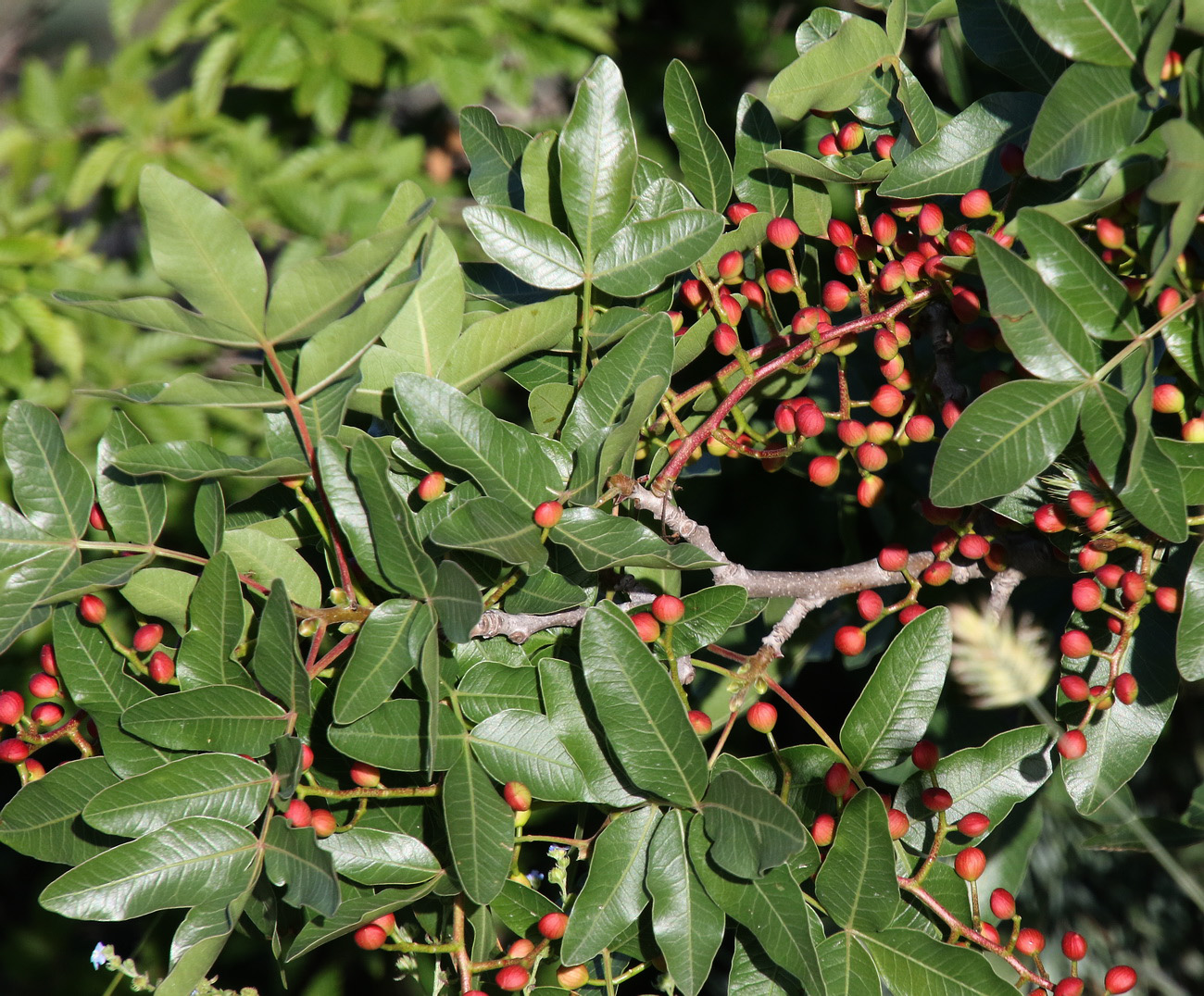 Image of Pistacia mutica specimen.