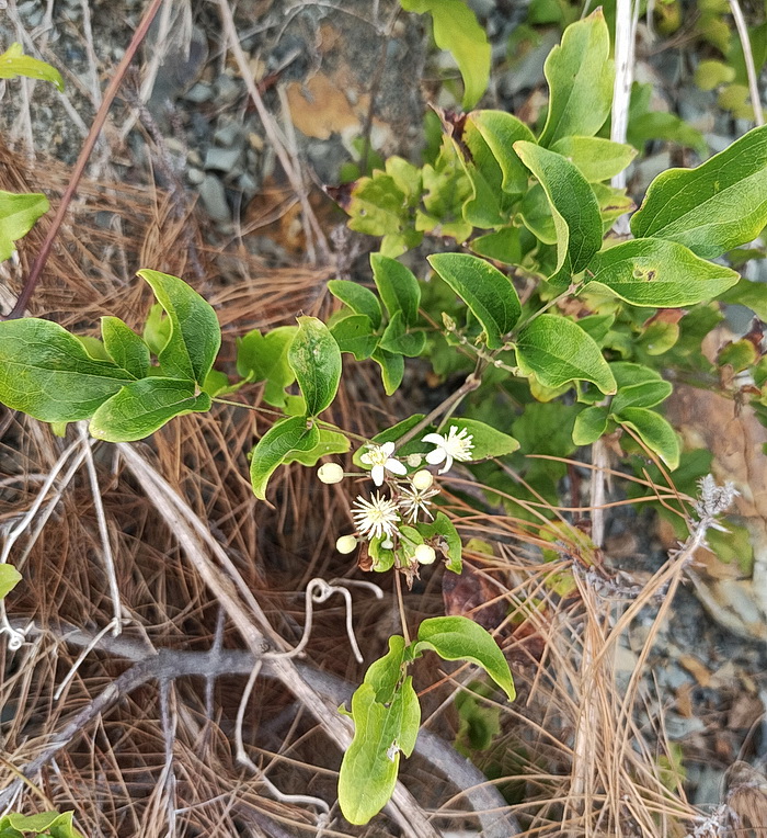 Изображение особи Clematis vitalba.