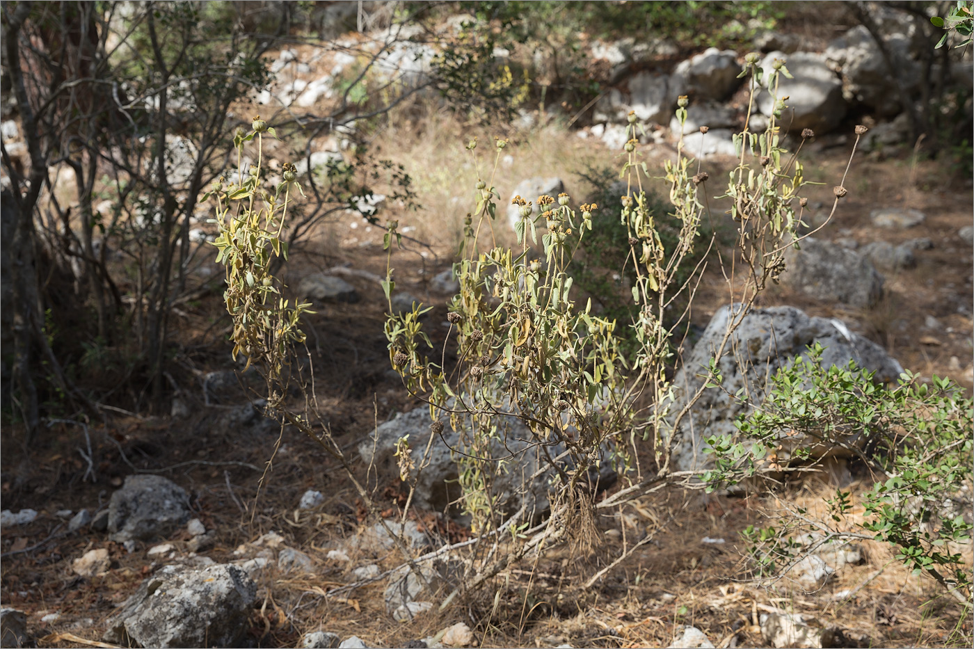 Image of Phlomis fruticosa specimen.