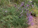 Vicia elegans. Цветущее растение. Крым, Южный Берег, южн. склон горы Аю-Даг, возле туристической тропы. 25.05.2024.