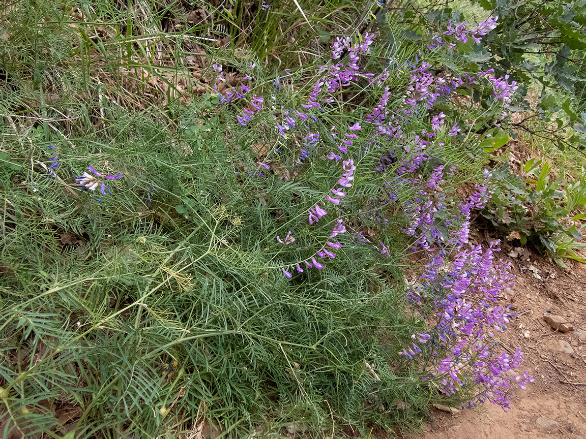 Image of Vicia elegans specimen.