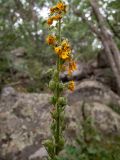 Verbascum spectabile. Часть побега с отцветшими цветками и завязавшимися плодами. Крым, Южный Берег, возле вершины горы Аю-Даг, дубово-грабовый лес. 25.05.2024.