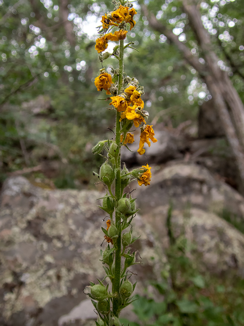 Image of Verbascum spectabile specimen.