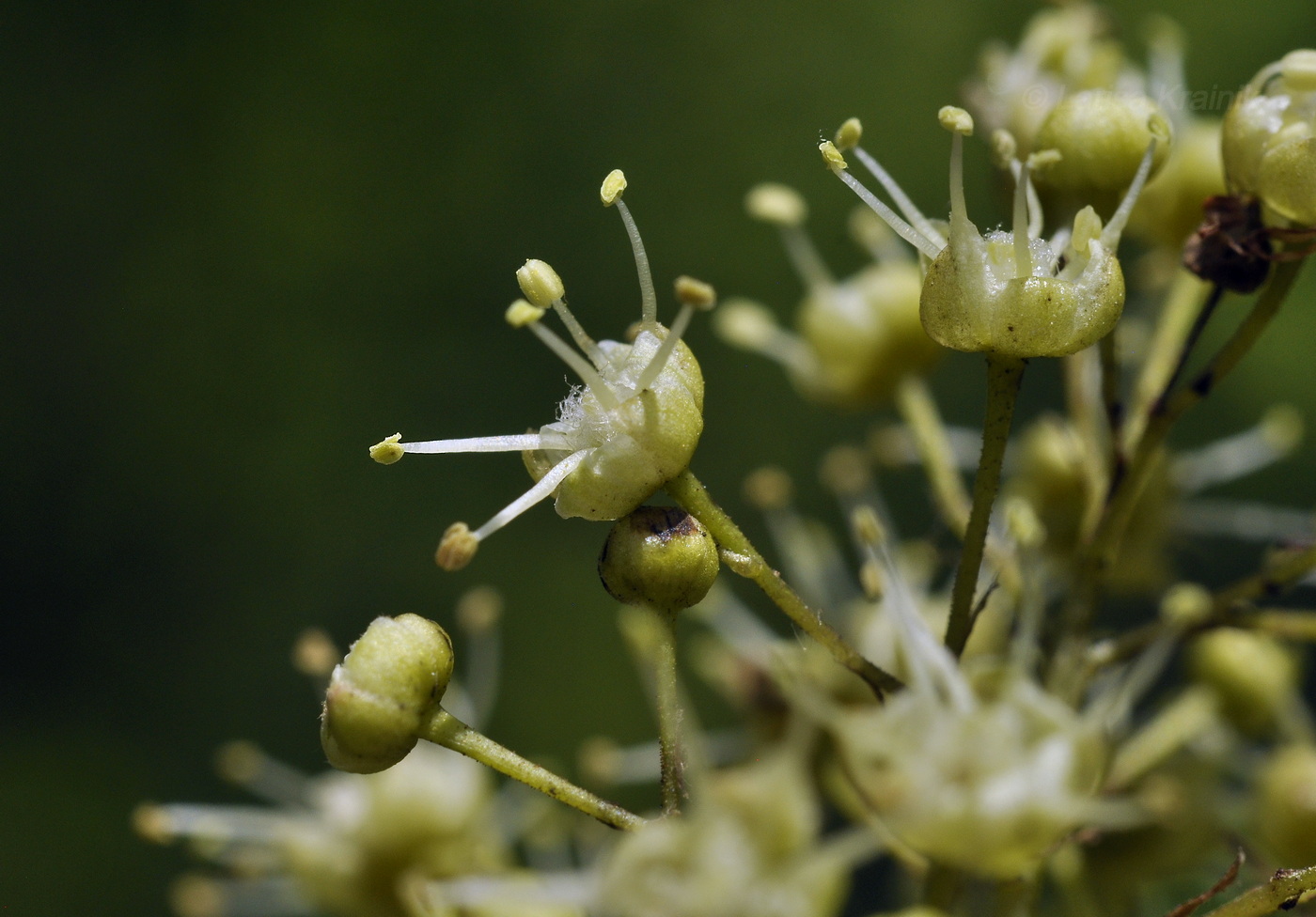 Image of Acer ginnala specimen.