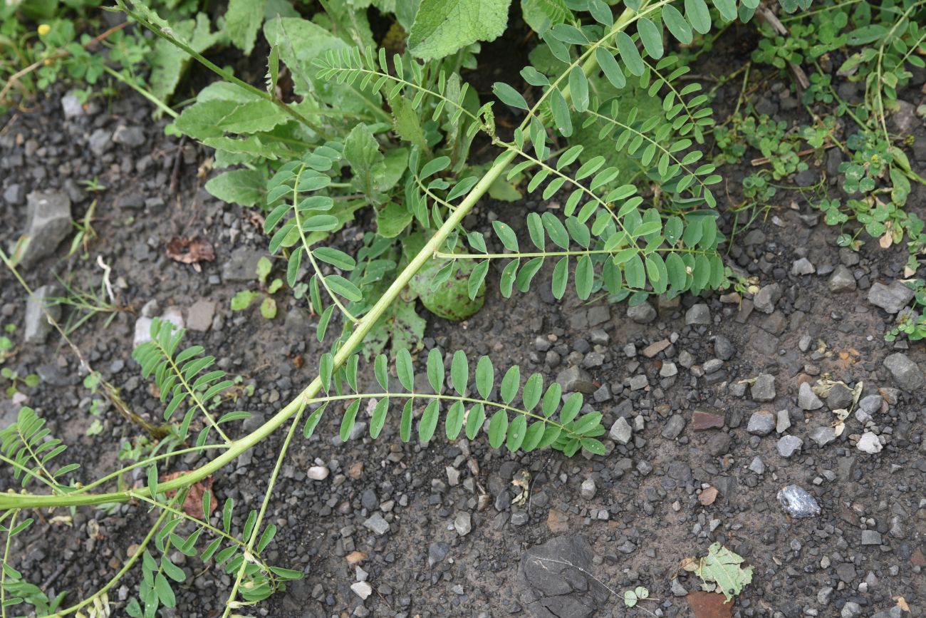 Image of Astragalus galegiformis specimen.