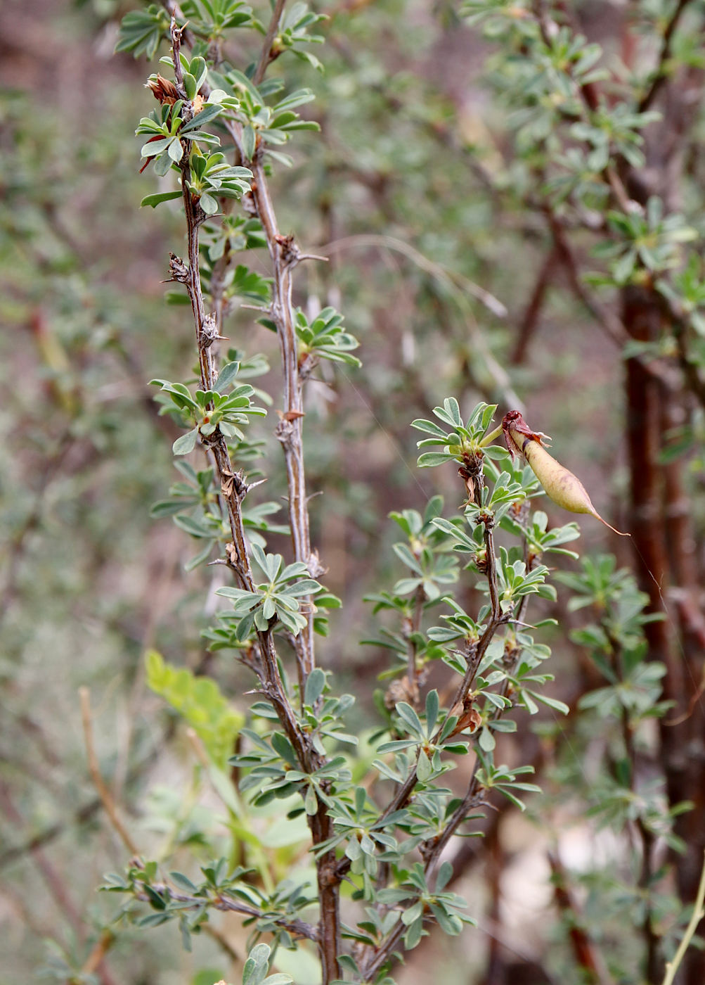 Image of Caragana grandiflora specimen.