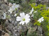 Cerastium banaticum