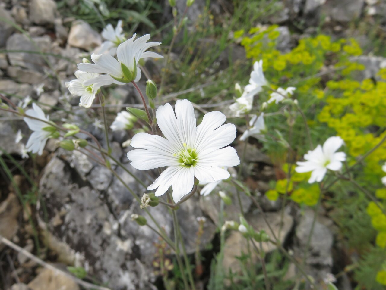 Изображение особи Cerastium banaticum.