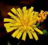 Hieracium umbellatum