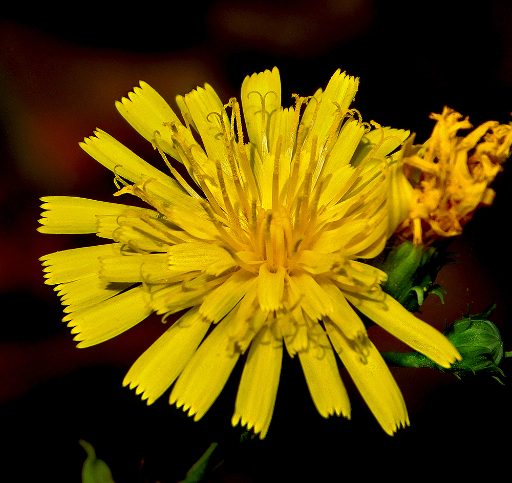 Image of Hieracium umbellatum specimen.