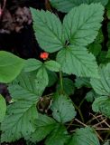 Rubus saxatilis. Плодоносящее растение. Вологодская обл., Вологодский р-н, окр. дер. Кирики-Улита, смешанный лес. 14.07.2024.