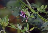 Vicia sepium