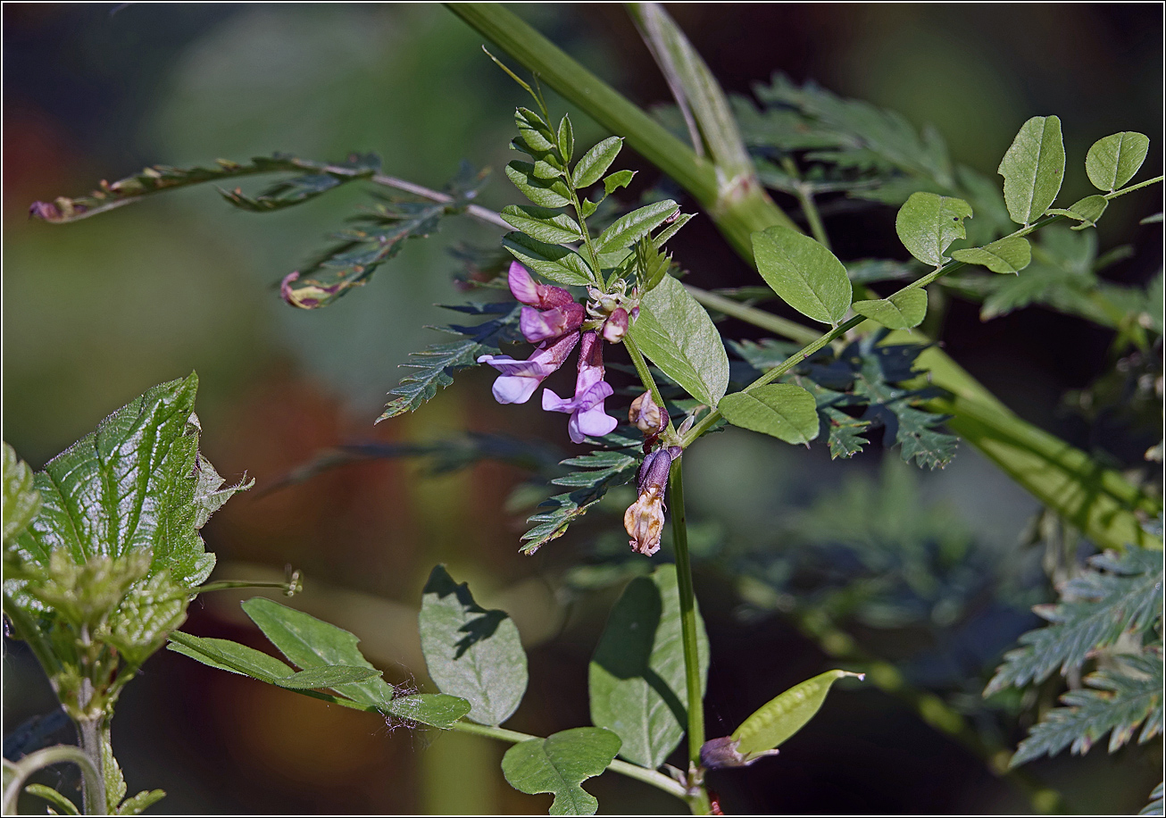 Изображение особи Vicia sepium.