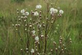 Erigeron uralensis. Общие соплодия с созревающими, зрелыми и облетевшими корзинками. Беларусь, Витебская обл., окр. пос. Езерище, выкашиваемый суходольный луг. 18.07.2024.