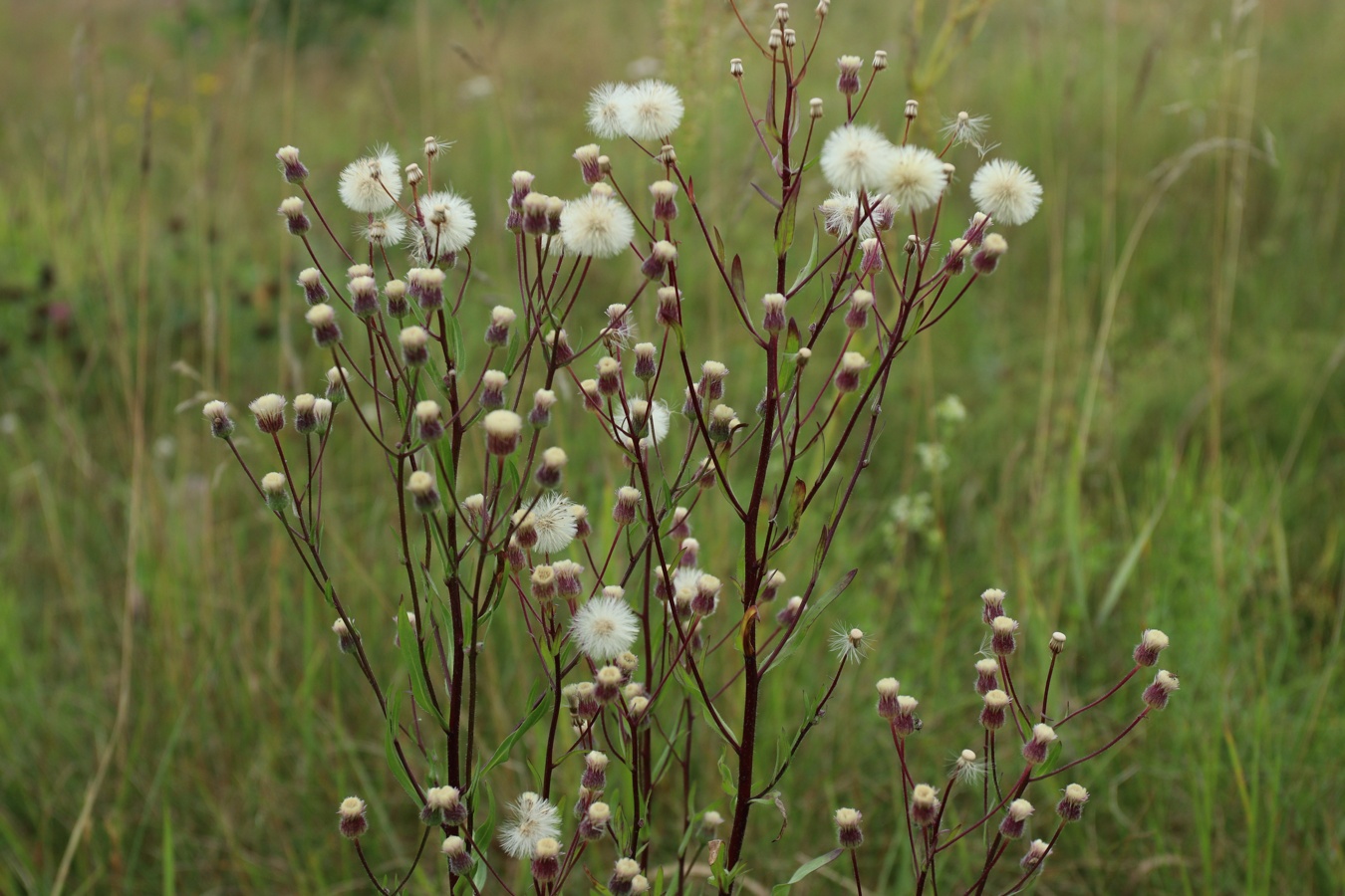 Image of Erigeron uralensis specimen.