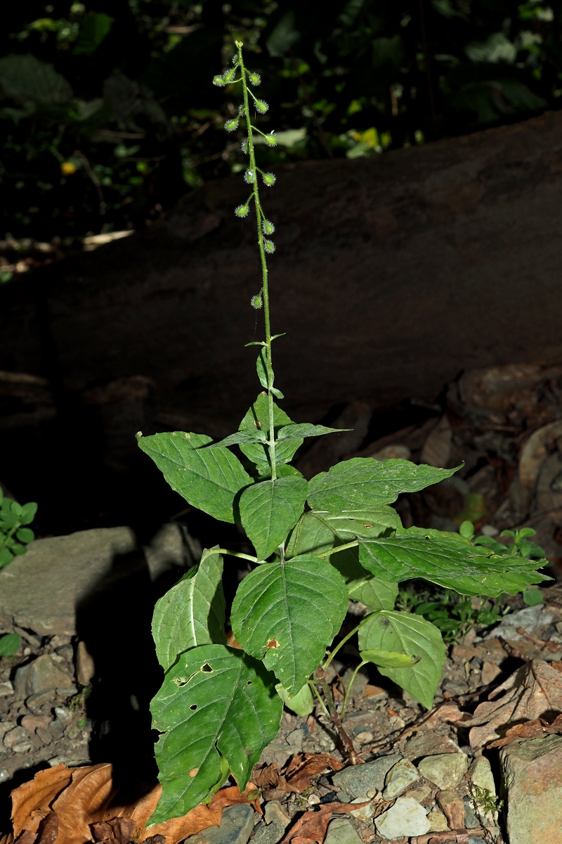 Image of Circaea lutetiana specimen.