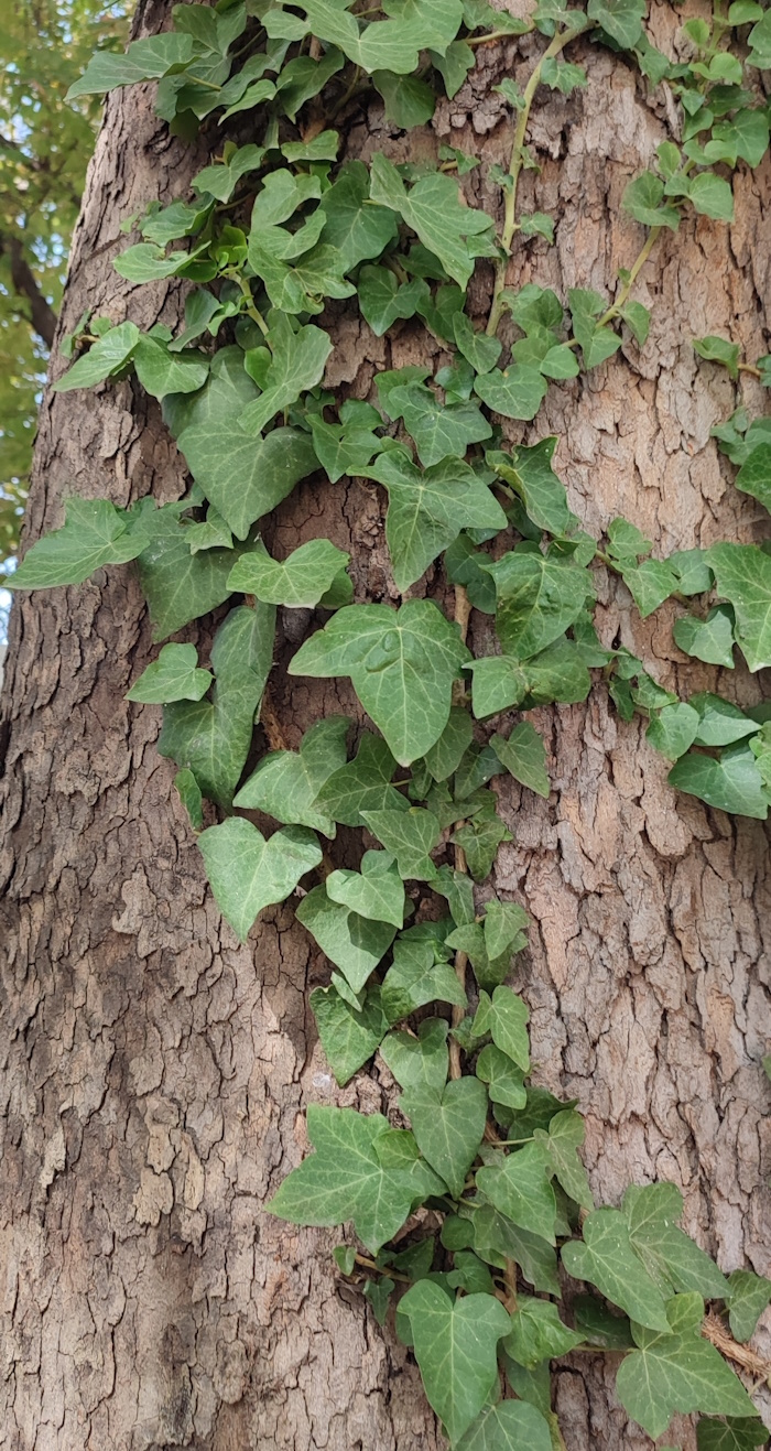 Изображение особи Hedera helix.