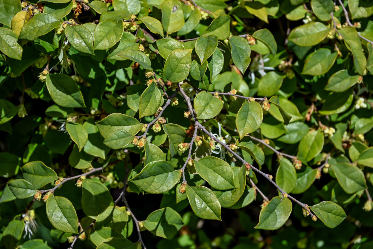 Изображение особи Loropetalum chinense.