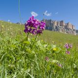 View full-size image Betonica macrantha