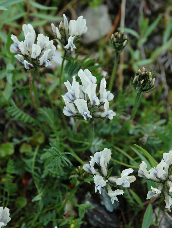 Image of Oxytropis sordida specimen.