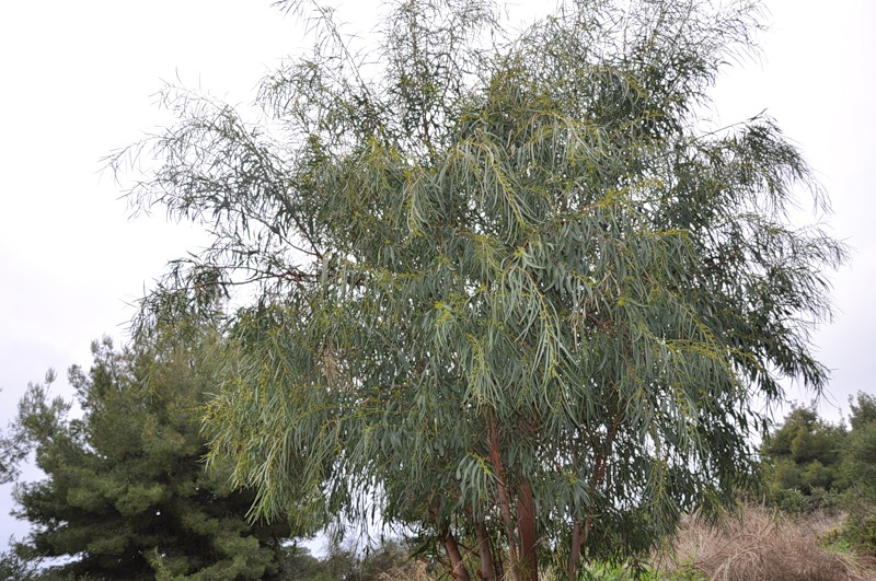 Image of Acacia saligna specimen.