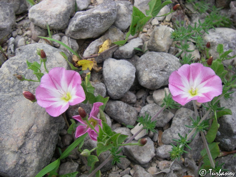 Изображение особи Convolvulus arvensis.