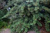 View full-size image Cotoneaster coriaceus