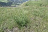 View full-size image Astragalus galegiformis