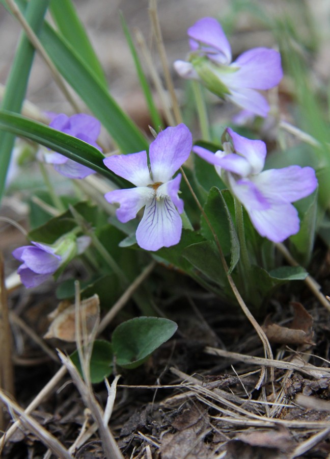 Image of Viola rupestris specimen.