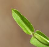 View full-size image Pseudostellaria heterantha