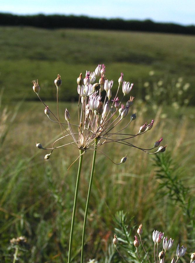 Изображение особи Allium inaequale.