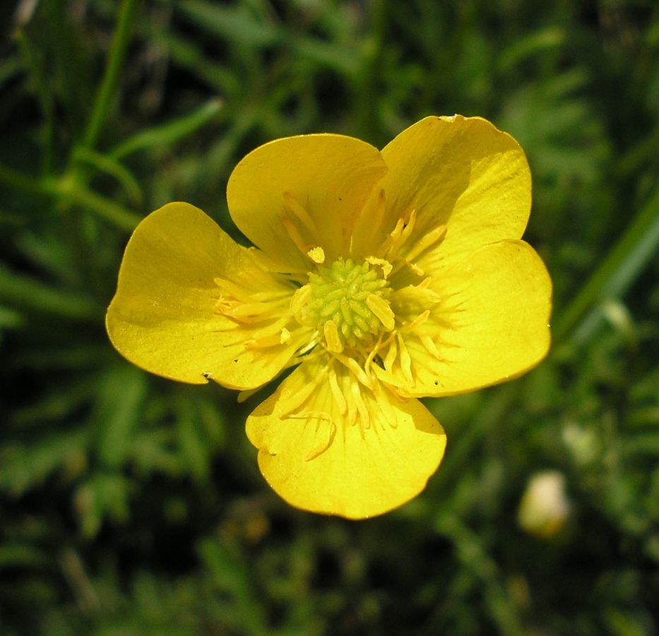 Image of Ranunculus polyanthemos specimen.