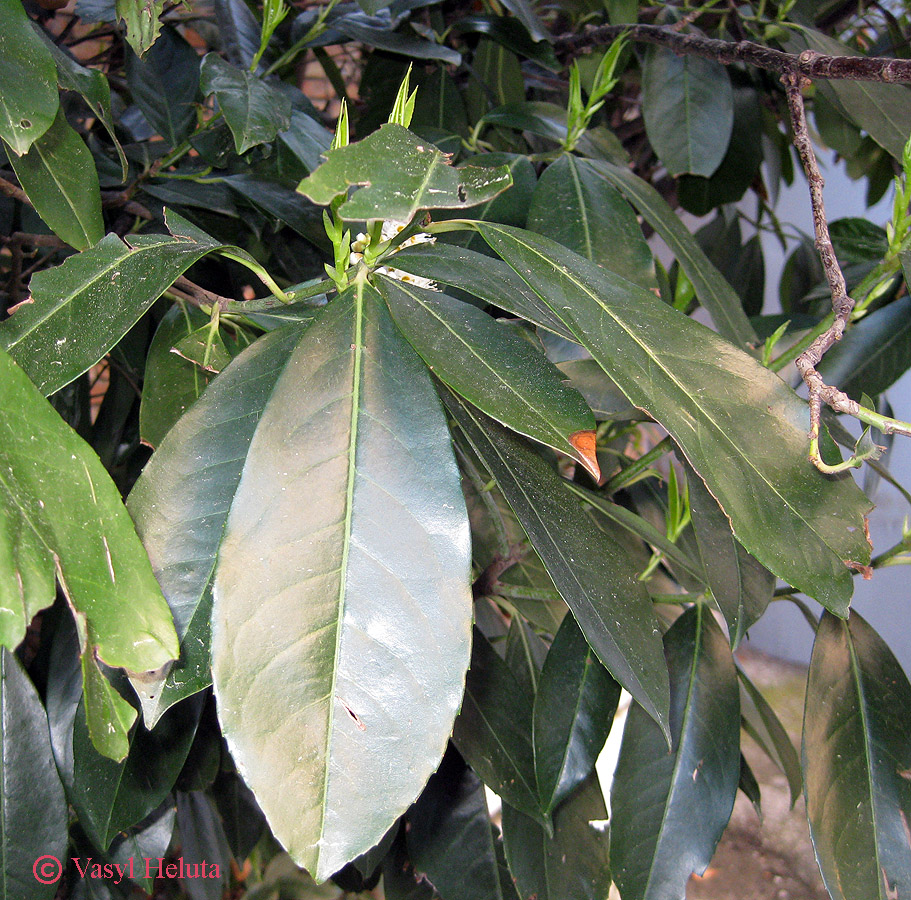 Изображение особи Lauro-cerasus officinalis.