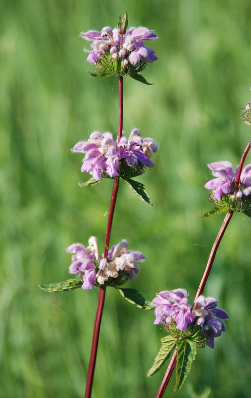 Изображение особи Phlomoides tuberosa.