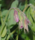 Смотреть изображение Lathyrus japonicus подвид pubescens