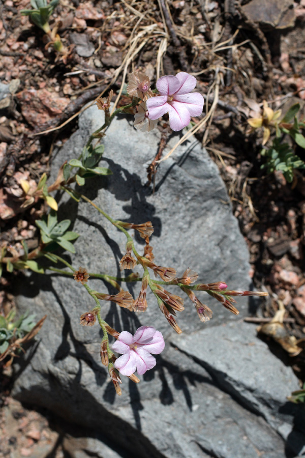 Image of Acantholimon ekatherinae specimen.