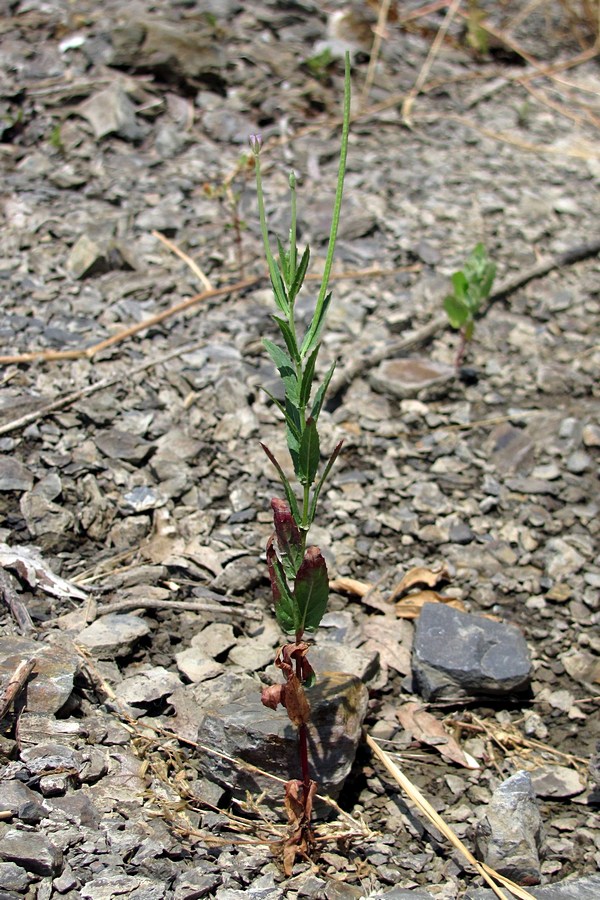 Image of Epilobium tetragonum specimen.