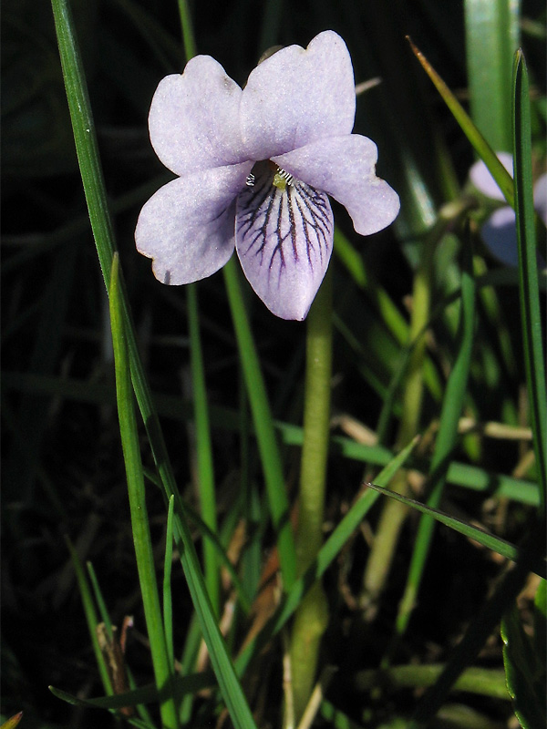 Image of Viola palustris specimen.