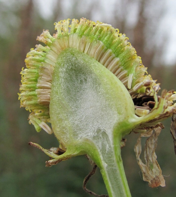 Изображение особи Tripleurospermum inodorum.