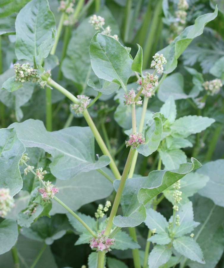 Image of Rumex spinosus specimen.