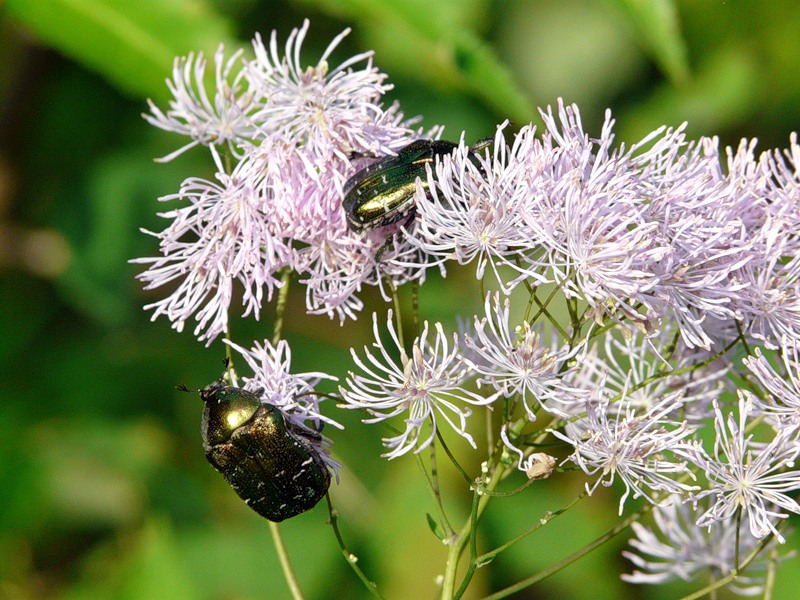 Image of Thalictrum aquilegiifolium specimen.