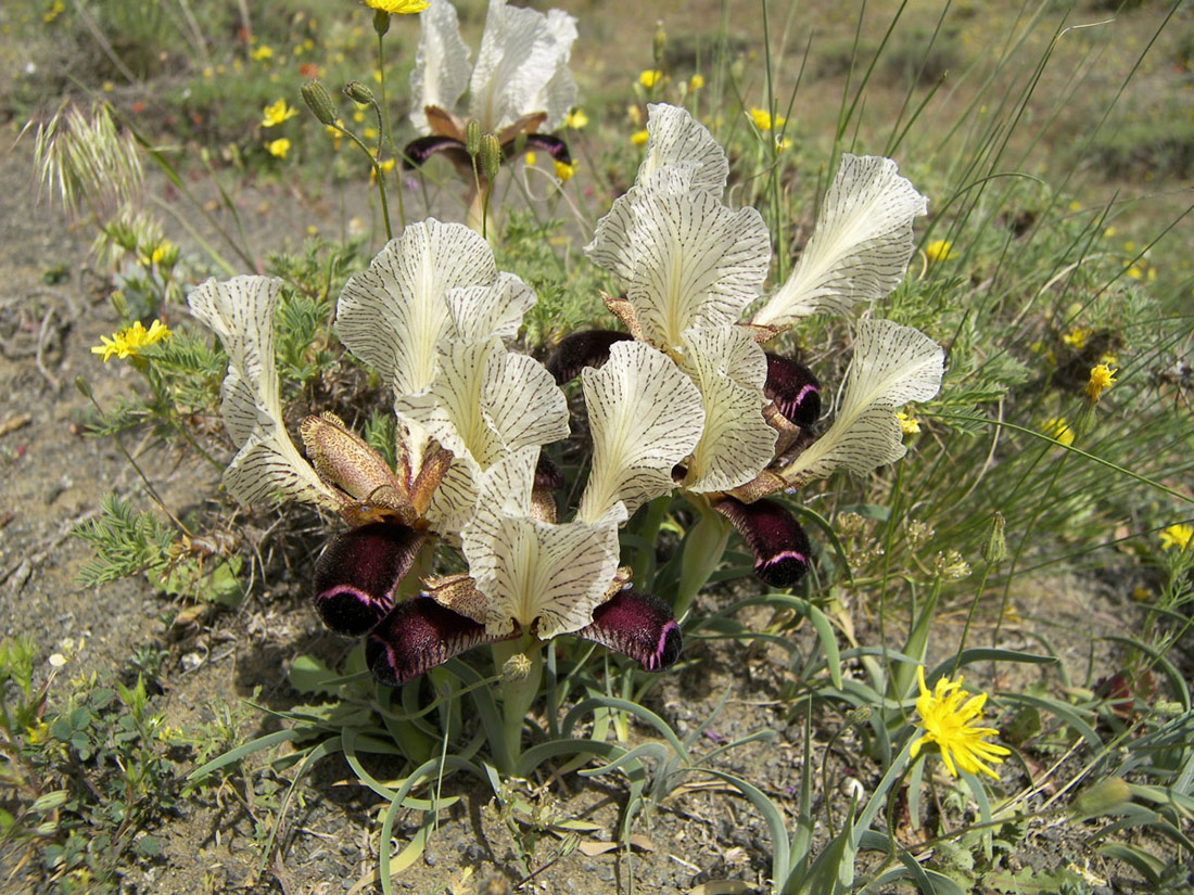 Изображение особи Iris medwedewii.