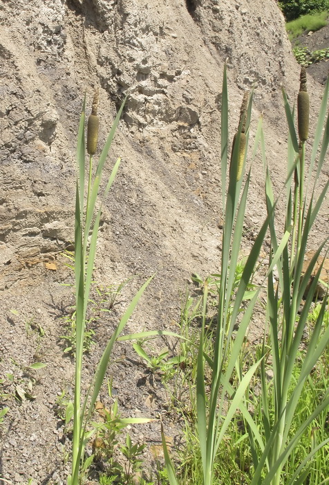 Image of genus Typha specimen.