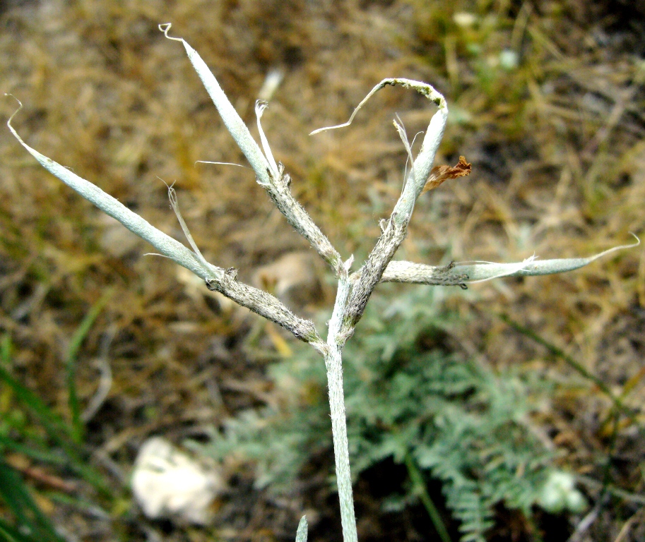 Image of Astragalus juratzkanus specimen.