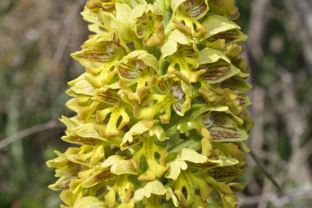 Image of Orchis punctulata specimen.