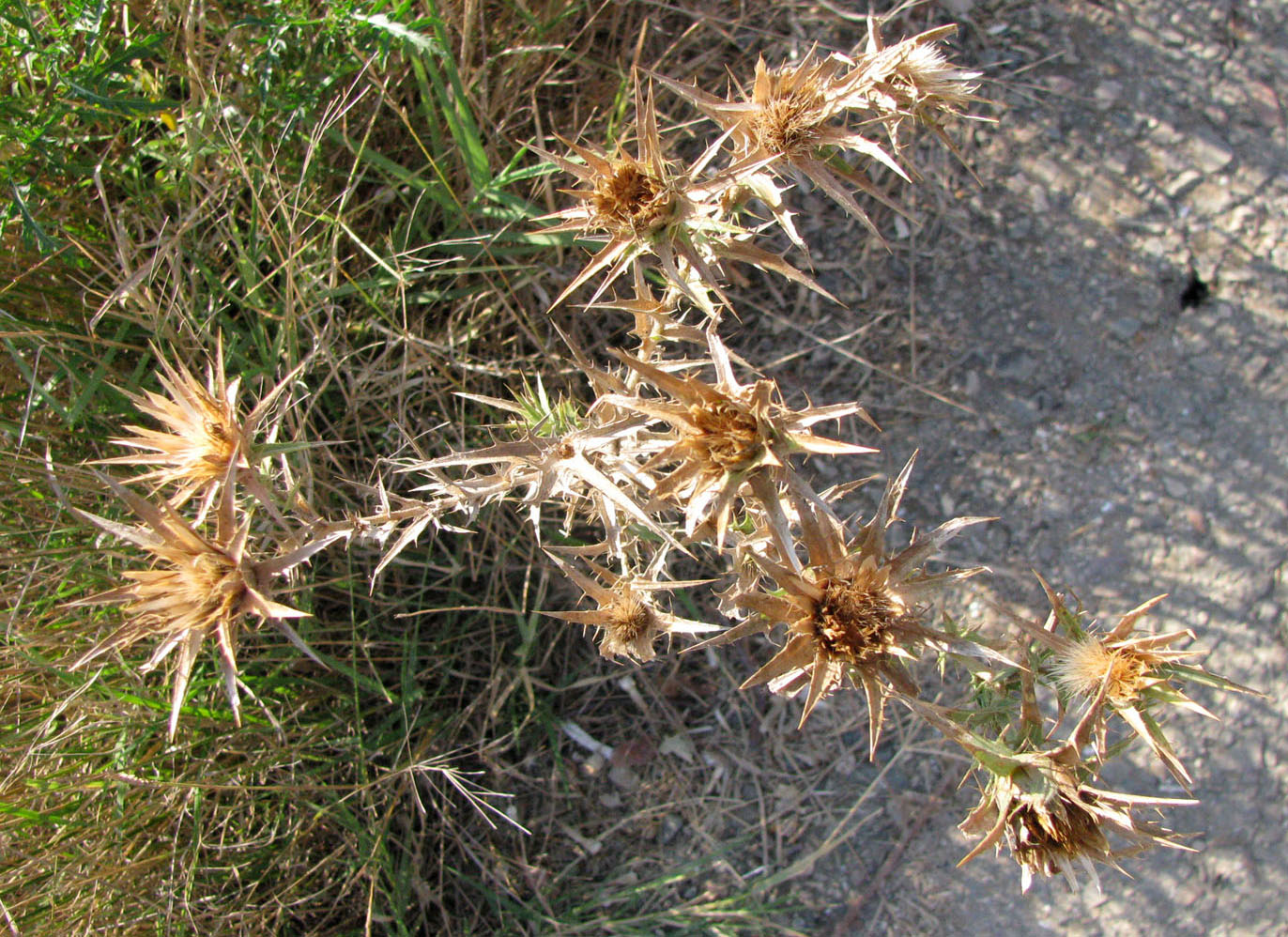 Изображение особи Carthamus lanatus.